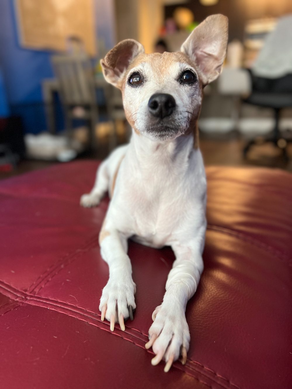 Paris lying on a red leather couch, ears up