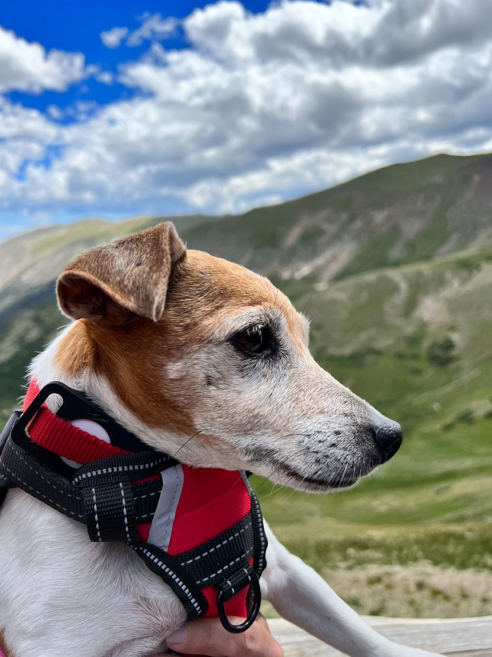 Paris in a red harness in the mountains