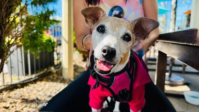 Paris grinning in a pink harness on a sunny patio