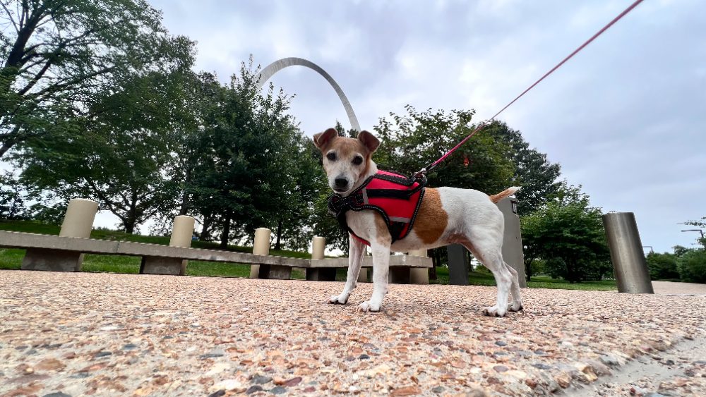 Paris standing on a walk under an arch